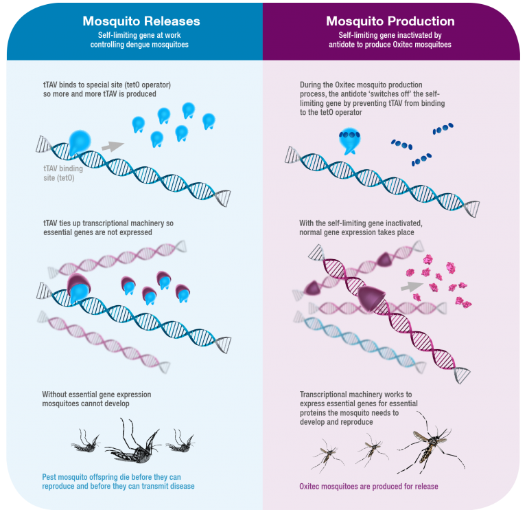 Oxitec mosquito engineered gene