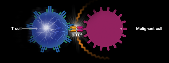 Immatics Amgen BiTE