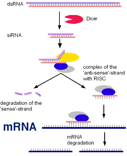 rna interference plant bioclay surrey