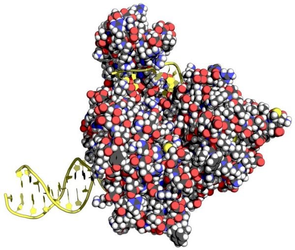 Aicuris DNA helicase