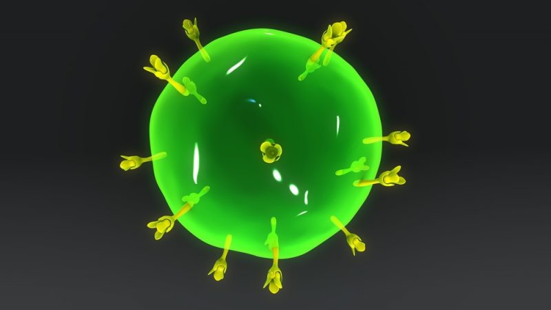 Activated adenosine receptors in immune cells