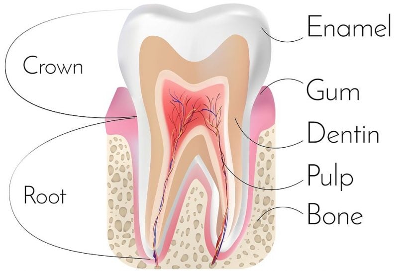 tooth anatomy