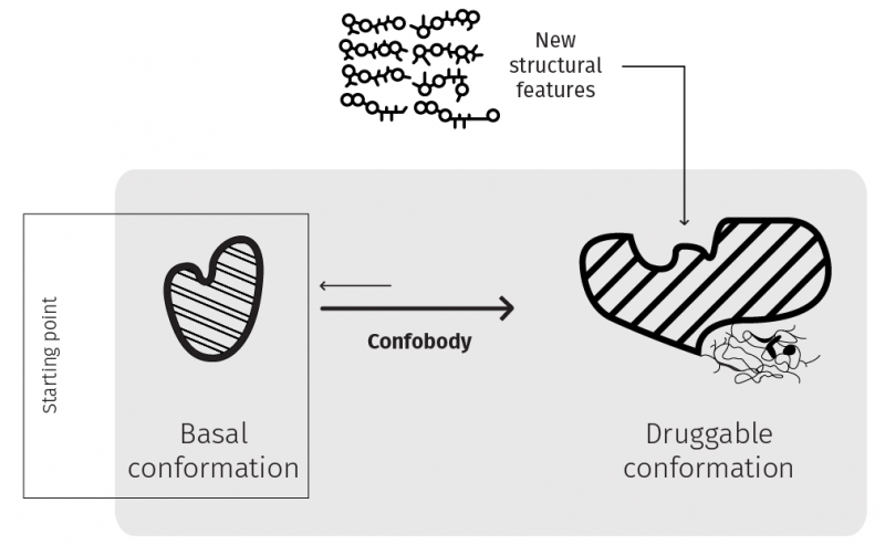 Confo Therapeutics Confobody