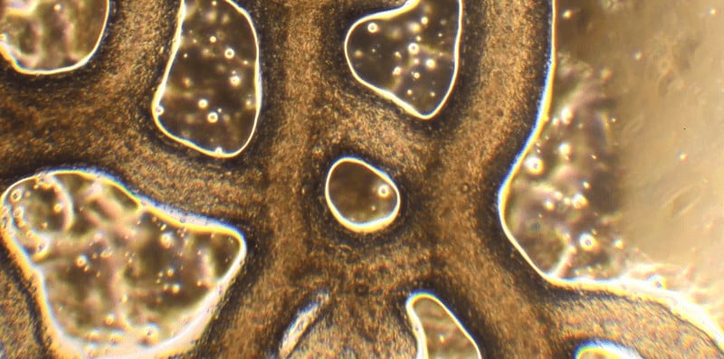 Physarum polycephalum under the microscope