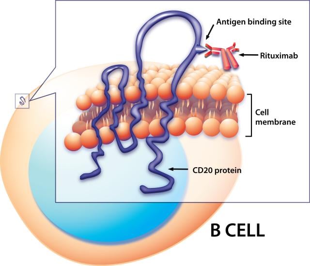 Rituxima_Binding_to_CD20_on_a_B_Cell_Surface_(6830897205)