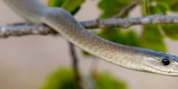 antivenom shortage biotechnology antibody