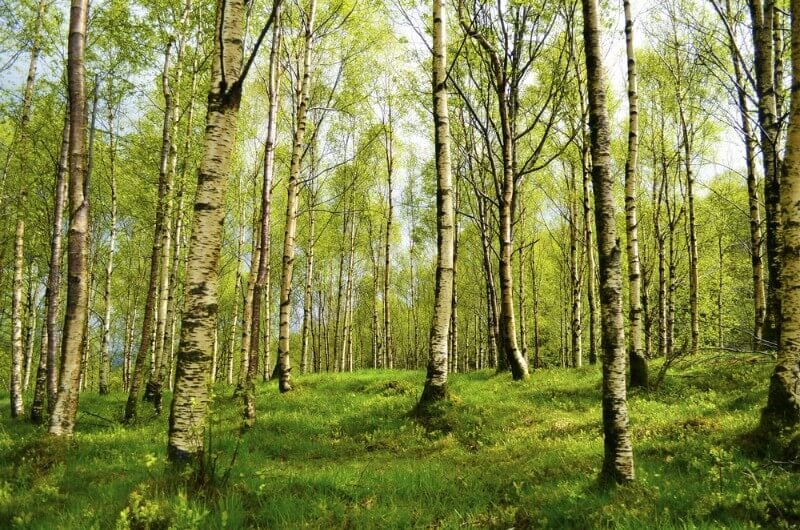 Birch tree forest