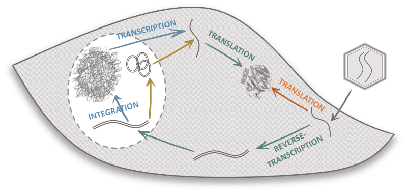 geg tech optogenetics lentiviral vector