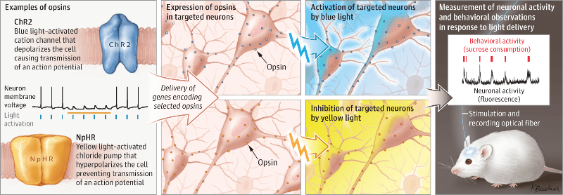 geg-tech optogenetics lentiviral vectors