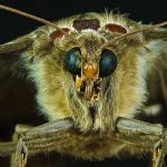 genetically modified insects gmo organic food