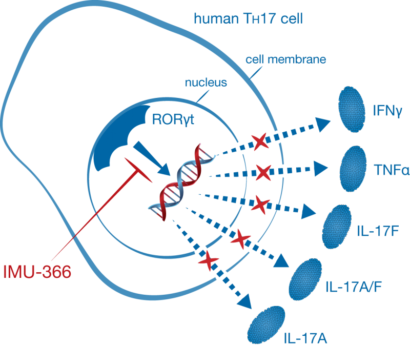 immunic therapeutics imu366