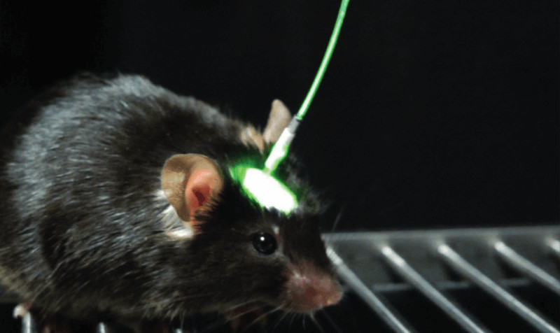 optogenetics GEG-Tech mouse