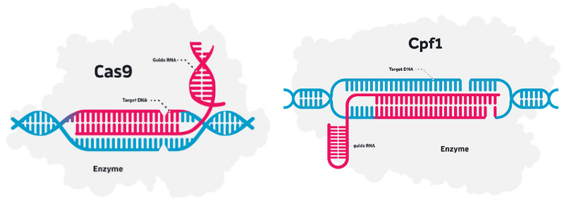 Allergan Editas Medicine CRISPR Cas9 Cpf1