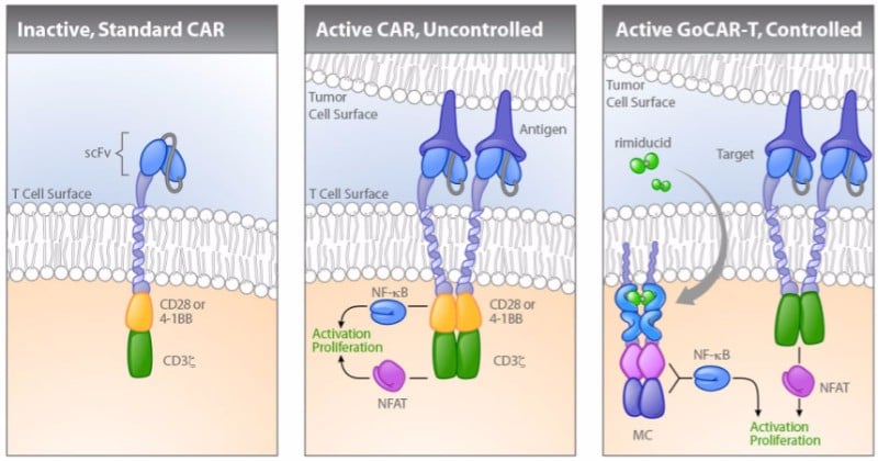 Bellicum Pharmaceuticals GoCAR-T