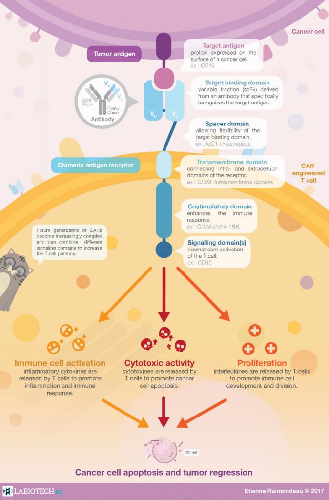 CAR-T therapy infographic