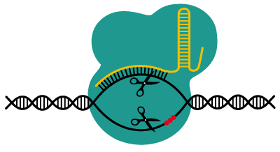 CRISPR structure