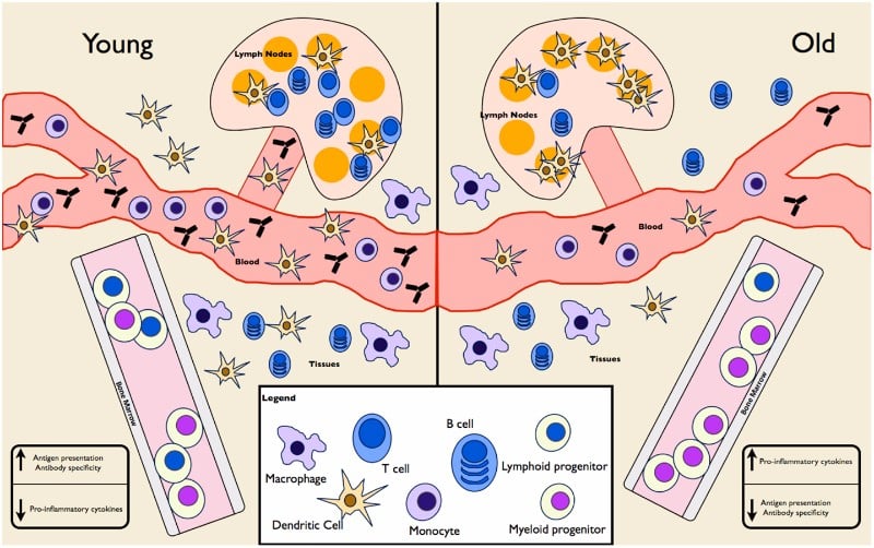 Immunosenescence Novartis PureTech - Edited