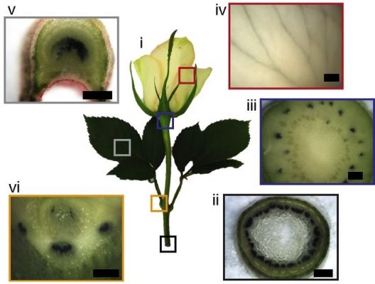 electronic plants supercapacitators Linköping bioelectronics