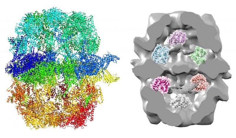 fas biofuel yeast cell factory chalmers