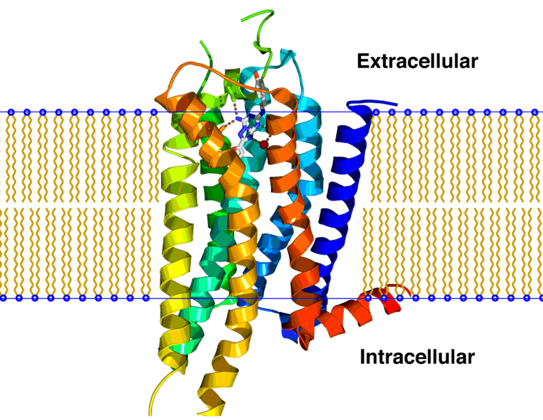 A2a receptor