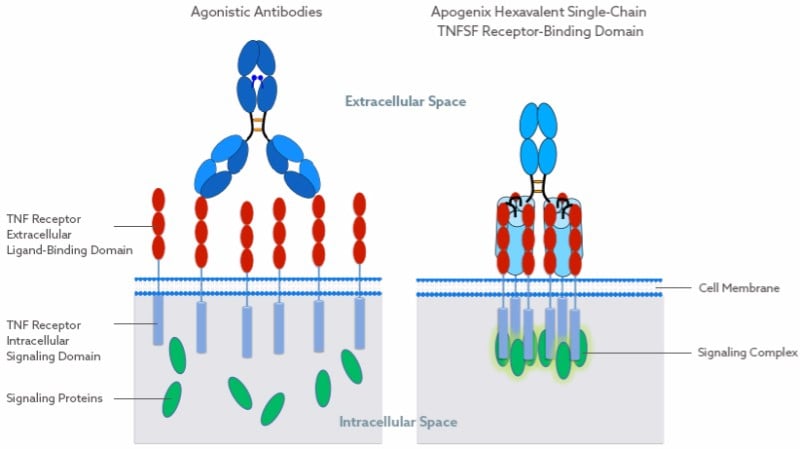 Apogenix Immuno-Oncology Clinical Trial HERA Technology platform