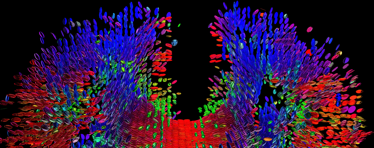 DiMa NeuroAesthetic Project