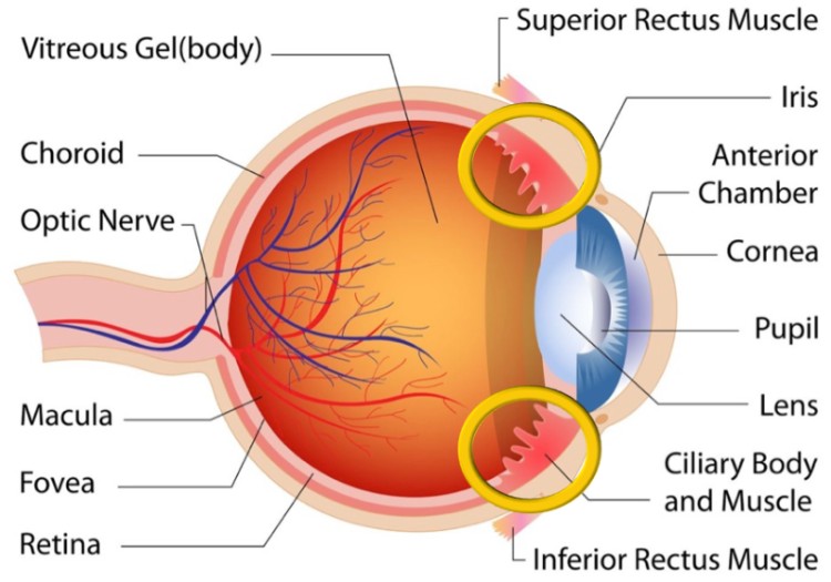 Eyevensys eye gene therapy approval