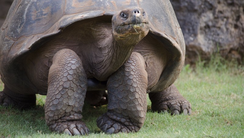Galapagos filgotinib new trial