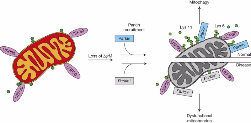 Mission Therapeutics research grant USP30