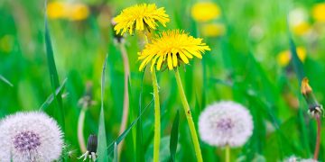 dandelion rubber taraxagum lab anklam