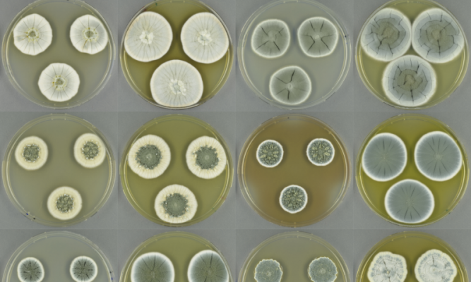 fungi genome sequencing novel antibiotics