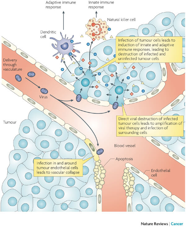 transgene oncolytic virus vaccine Pexa Vec