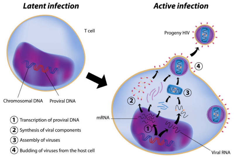 Abivax HIV Cure virus reservoir