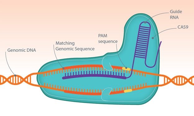 crispr gene editing