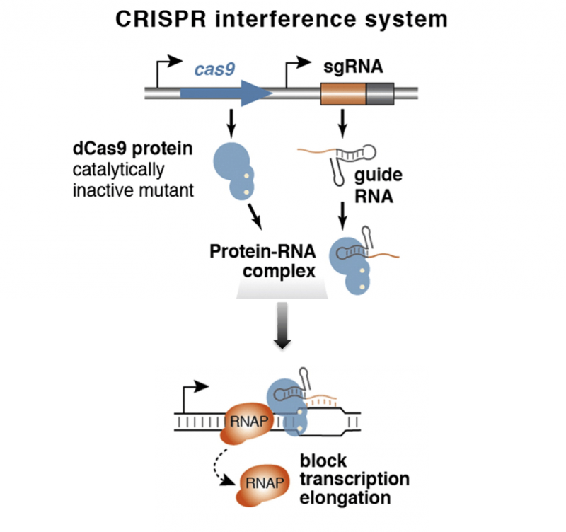 CRISPRi_iGEM