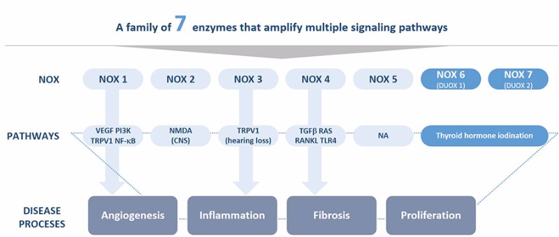 Genkyotex NOX enzyme pathways