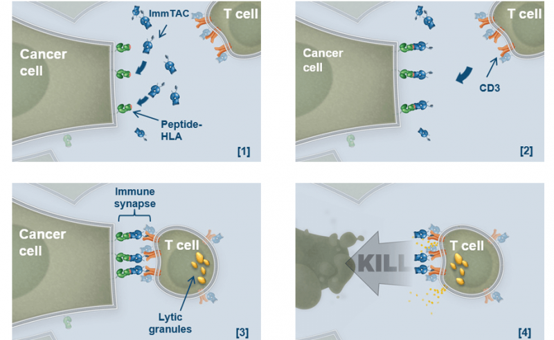 ImmTAC_Immunocore