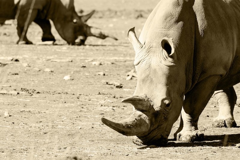 White rhinos
