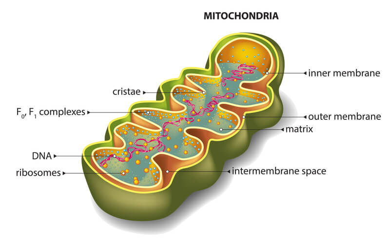 NeuroVive_Mitochondria