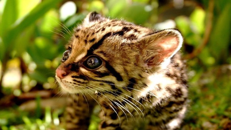 Cheetah cub