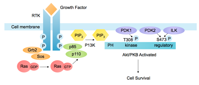 P13K-Akt_Pathway_Lymphoma