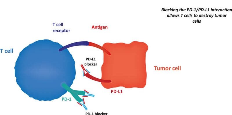 PD-1_Immunotherapies