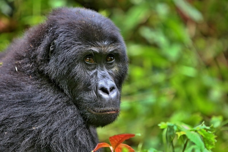 Eastern Gorilla