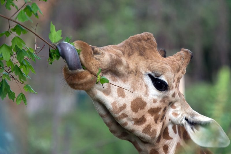 In case you were wondering, this is how a giraffe eats.