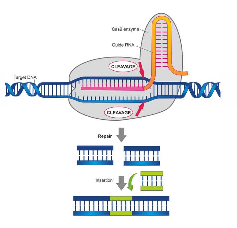 FDA Puts Clinical Trial for CRISPR Therapy on Hold