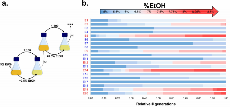 hypermutation biofuels e coli ethanol leuven