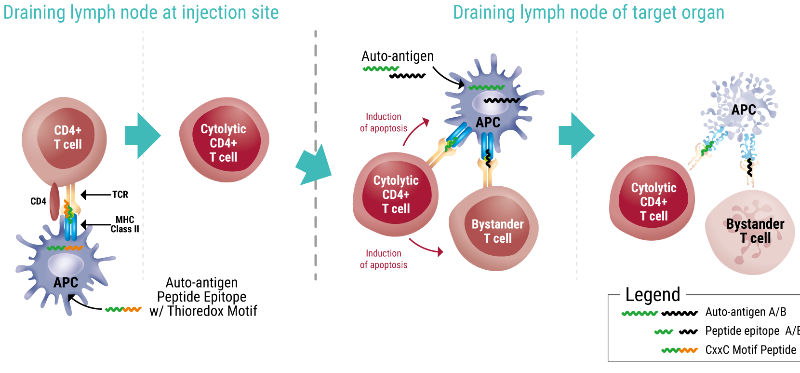 imcyse diabetes immunotherapy