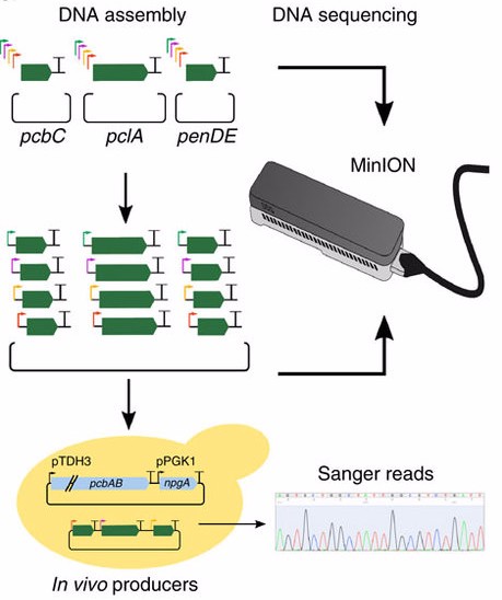 imperial college london yeast antibiotic synthesis