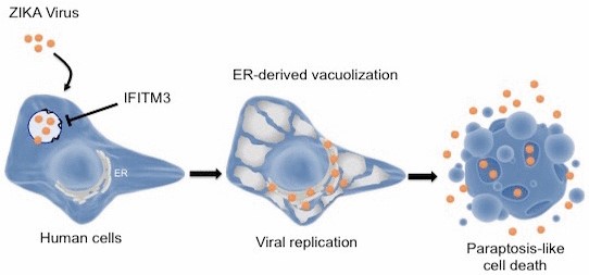 institut pasteur research zika