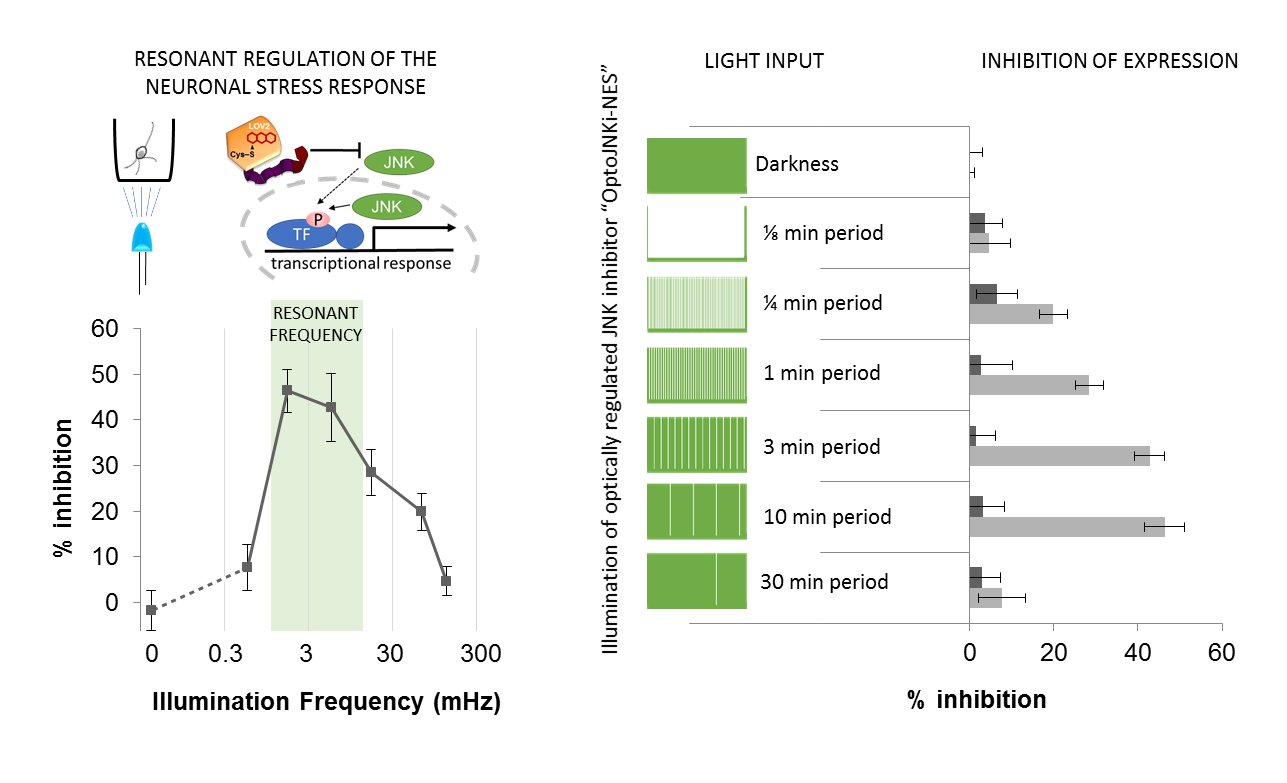 optogenetics cell resonance neuron cancer